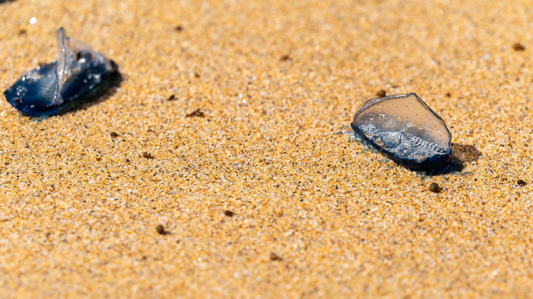 Segelqualle am Plage de Port Blanc in St Pierre-Quiberon - etwa 3 cm lang